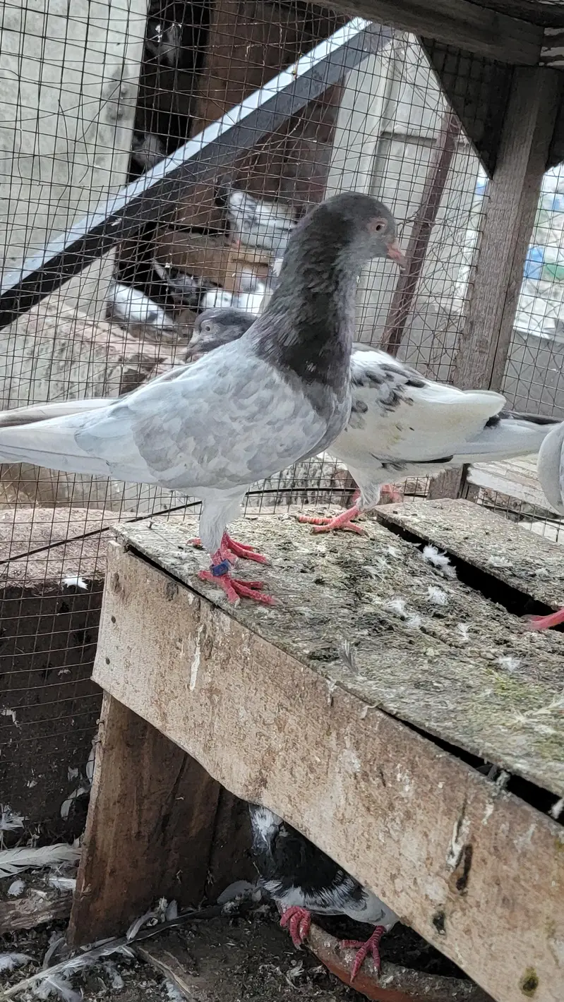 Breeder pigeon for sale high quality 1500 per piece total 10 — photo 6