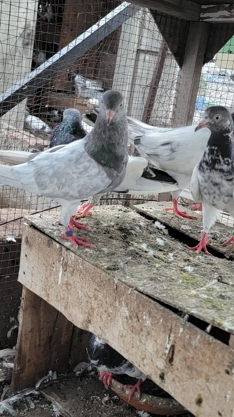 Breeder pigeon for sale high quality 1500 per piece total 10 — photo 7
