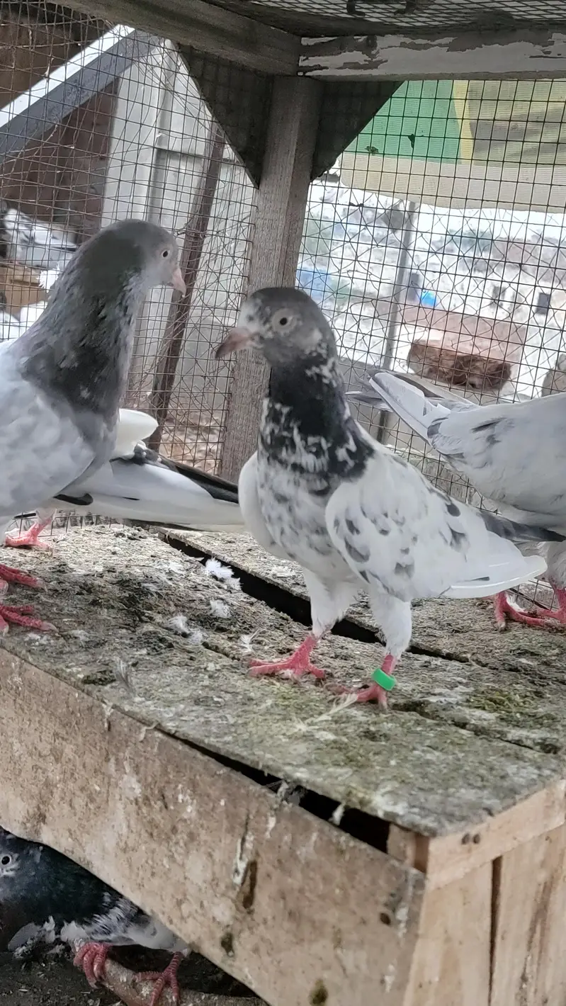 Breeder pigeon for sale high quality 1500 per piece total 10 — photo 8