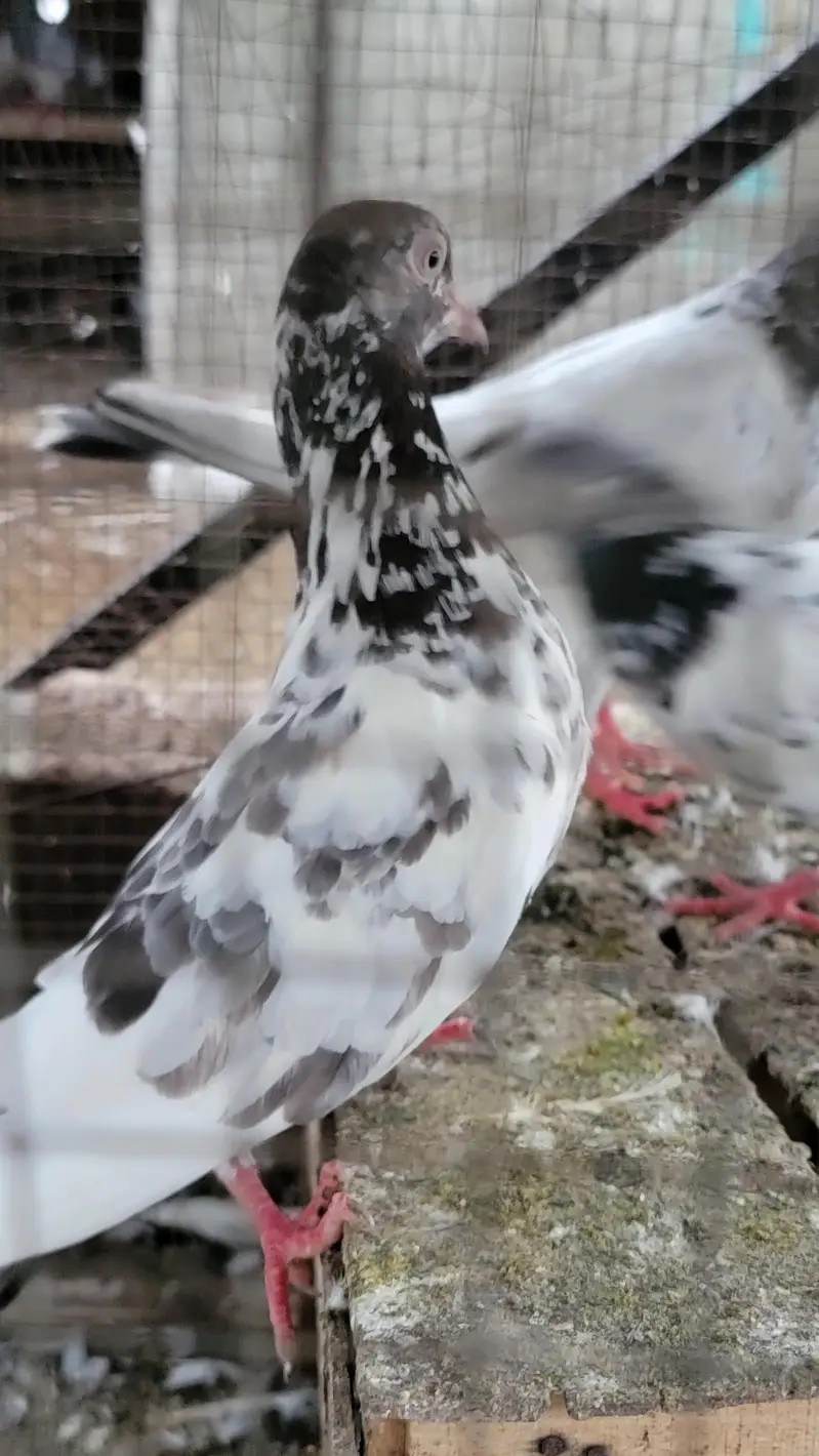 Breeder pigeon for sale high quality 1500 per piece total 10 — photo 9
