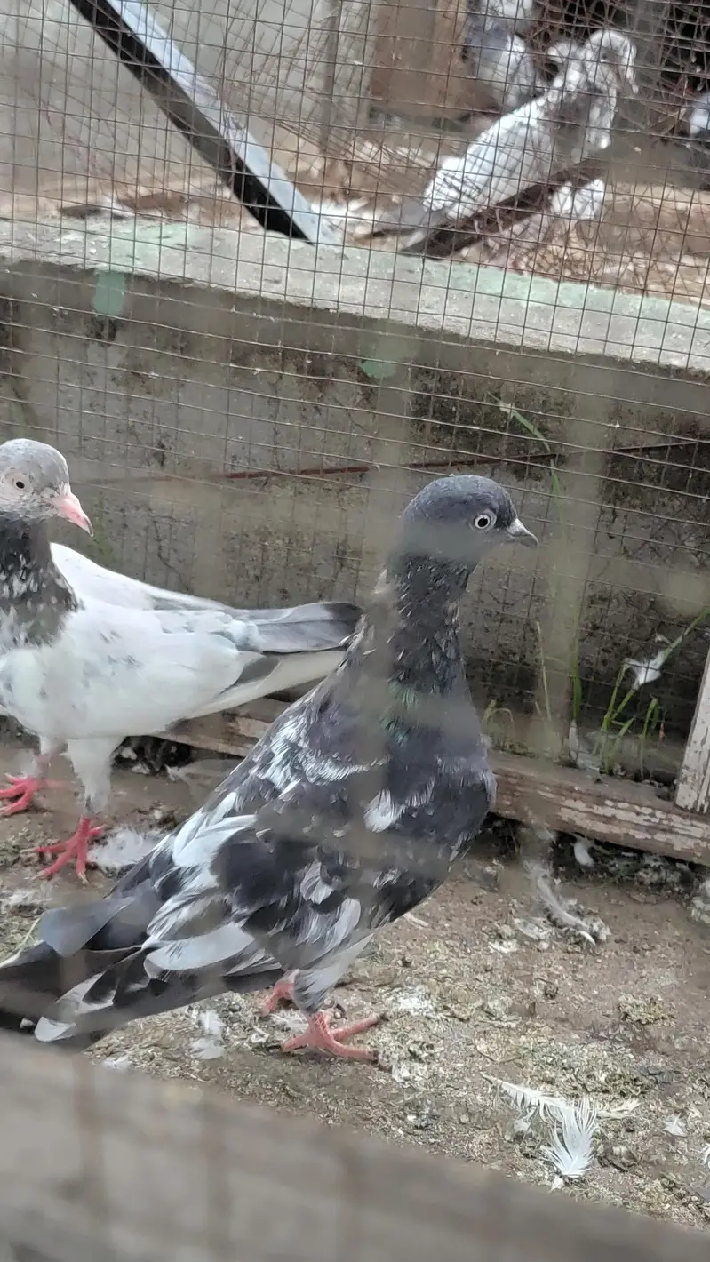 Breeder pigeon for sale high quality 1500 per piece total 10 — photo 10