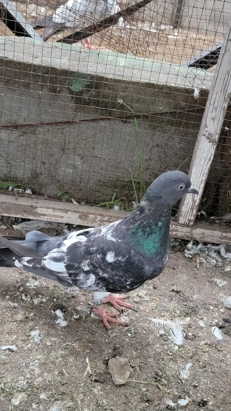 Breeder pigeon for sale high quality 1500 per piece total 10 — photo 11
