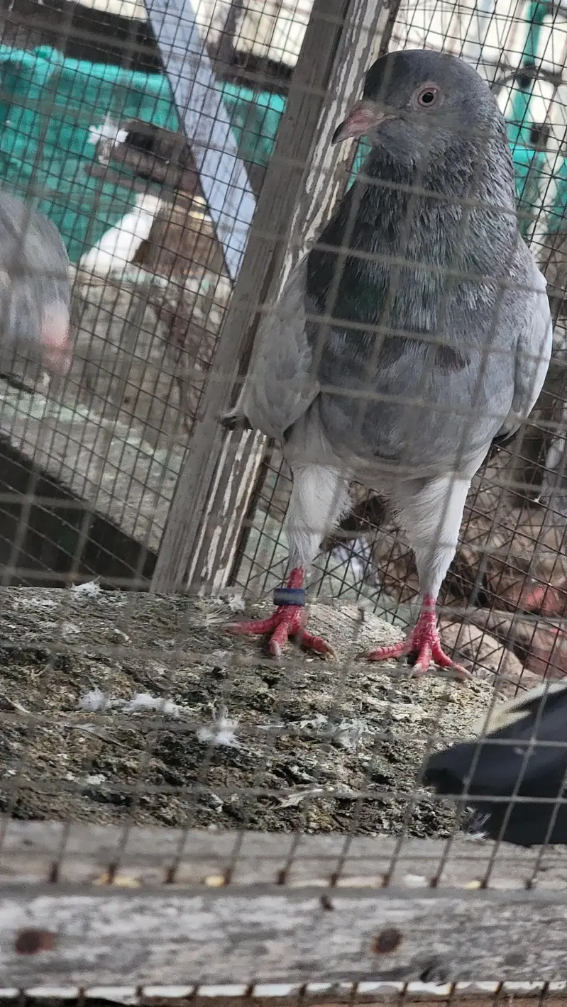 Breeder pigeon for sale high quality 1500 per piece total 10 — photo 12