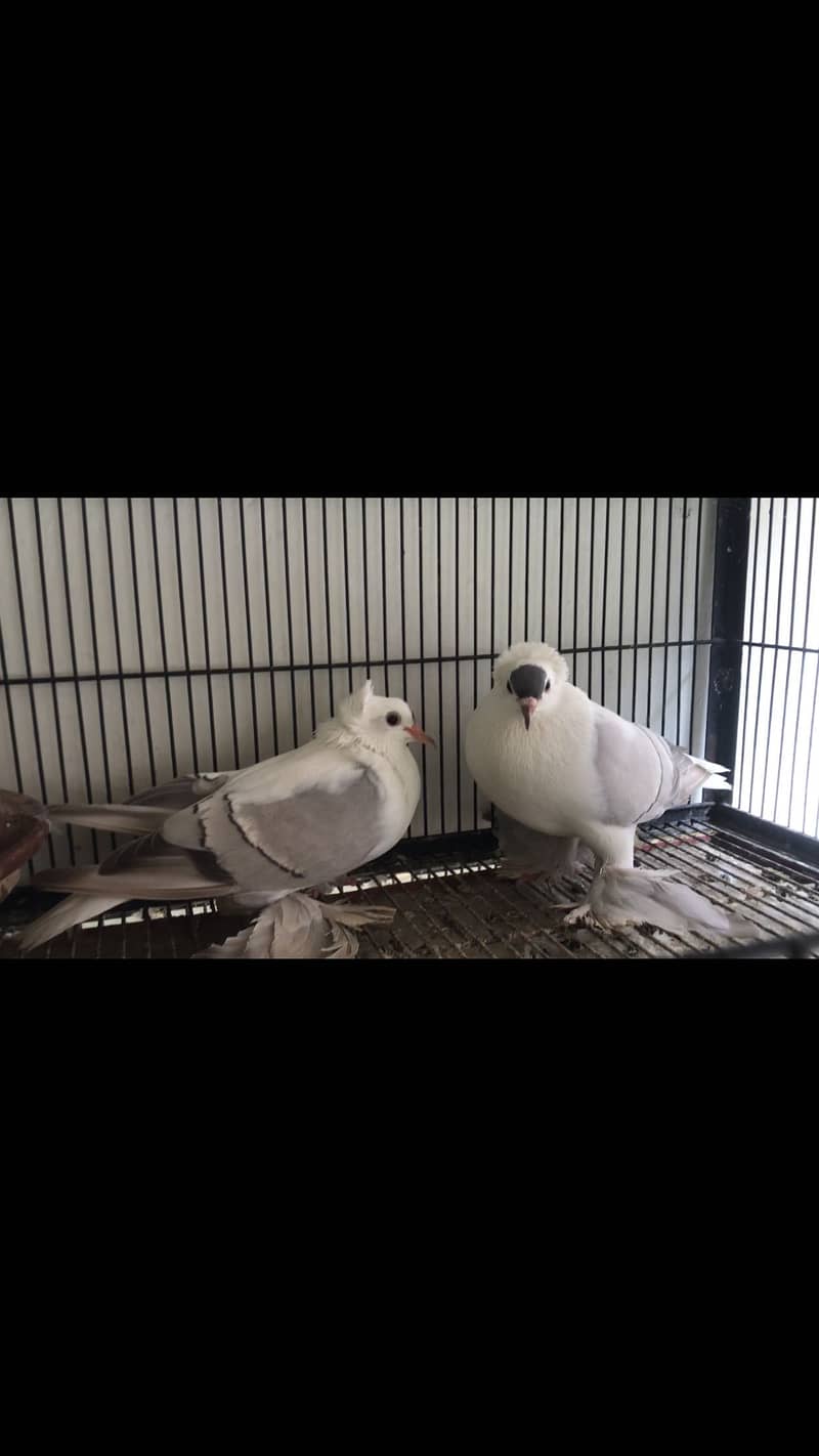 Swallow breeder pair available 0