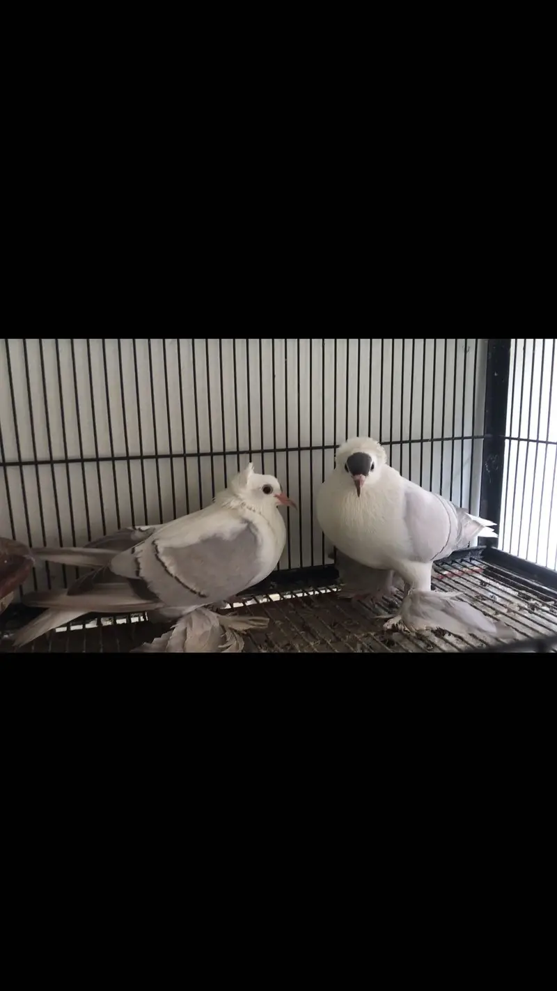 Swallow breeder pair available