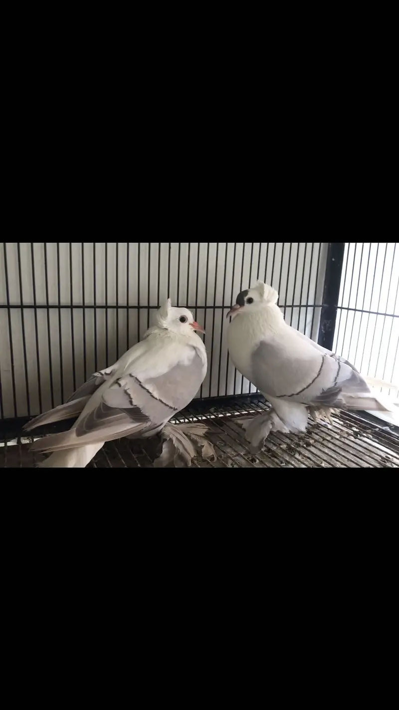 Swallow breeder pair available — photo 2