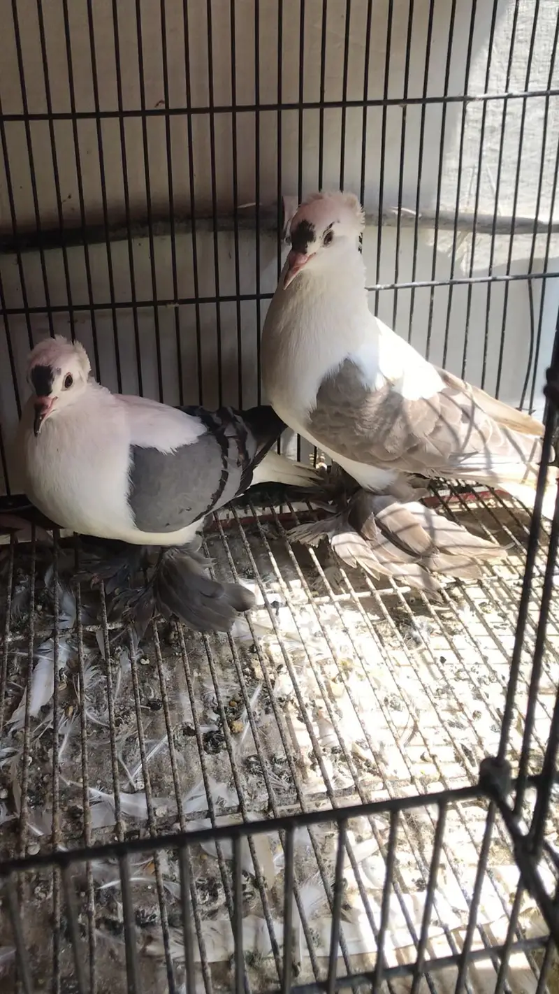 Swallow breeder pair available — photo 3