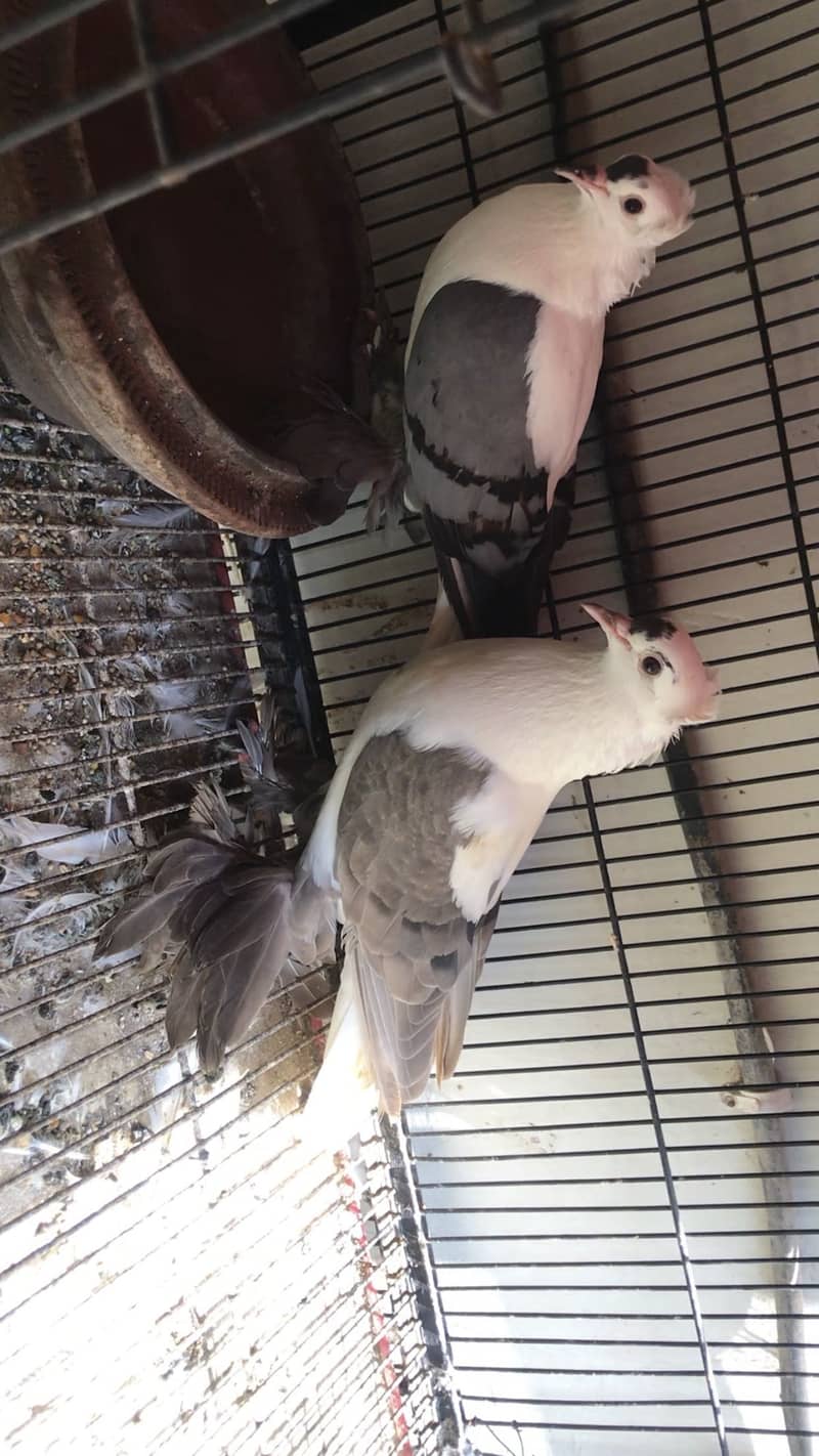 Swallow breeder pair available 3