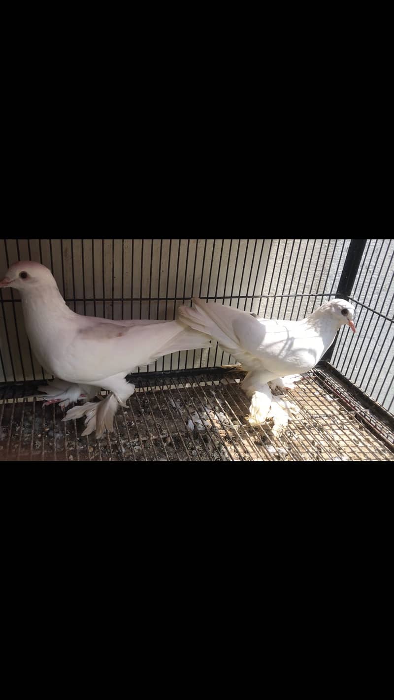 Swallow breeder pair available 4