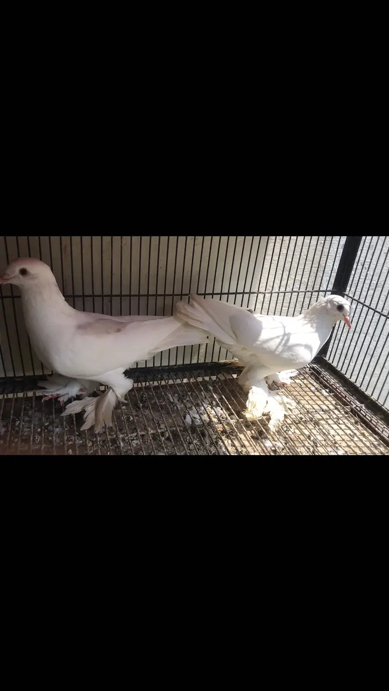 Swallow breeder pair available — photo 5