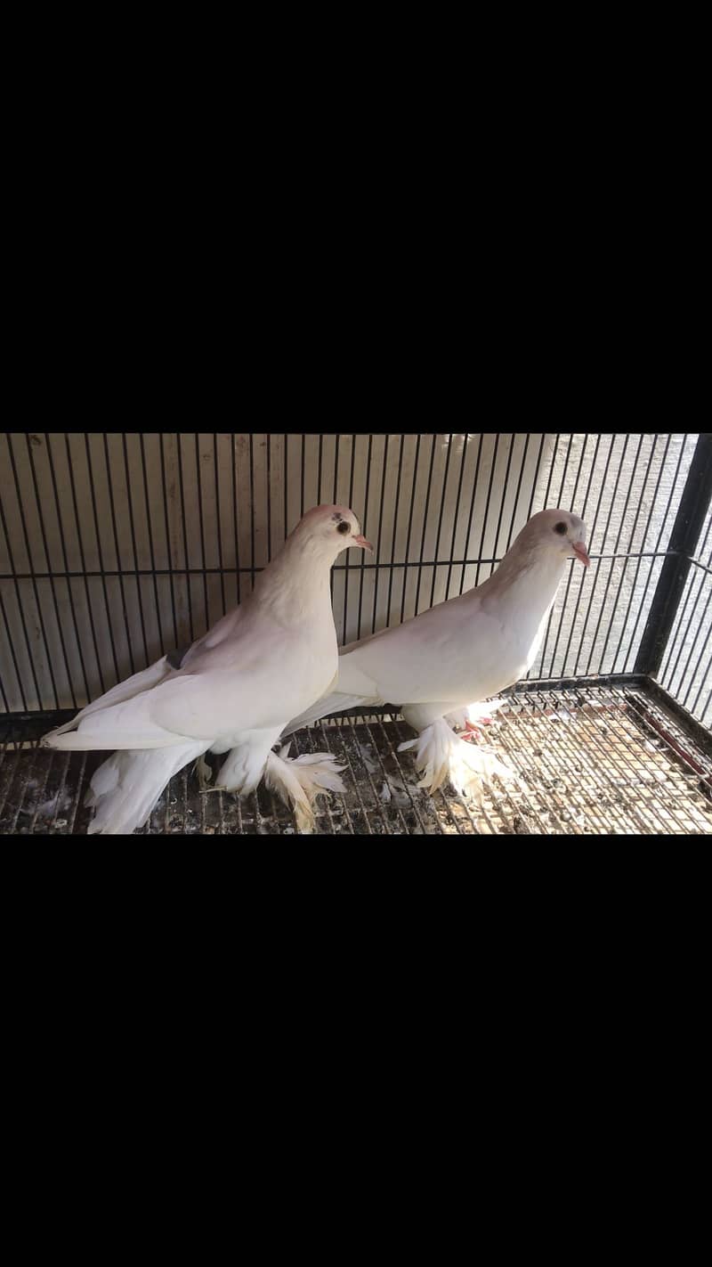 Swallow breeder pair available 5