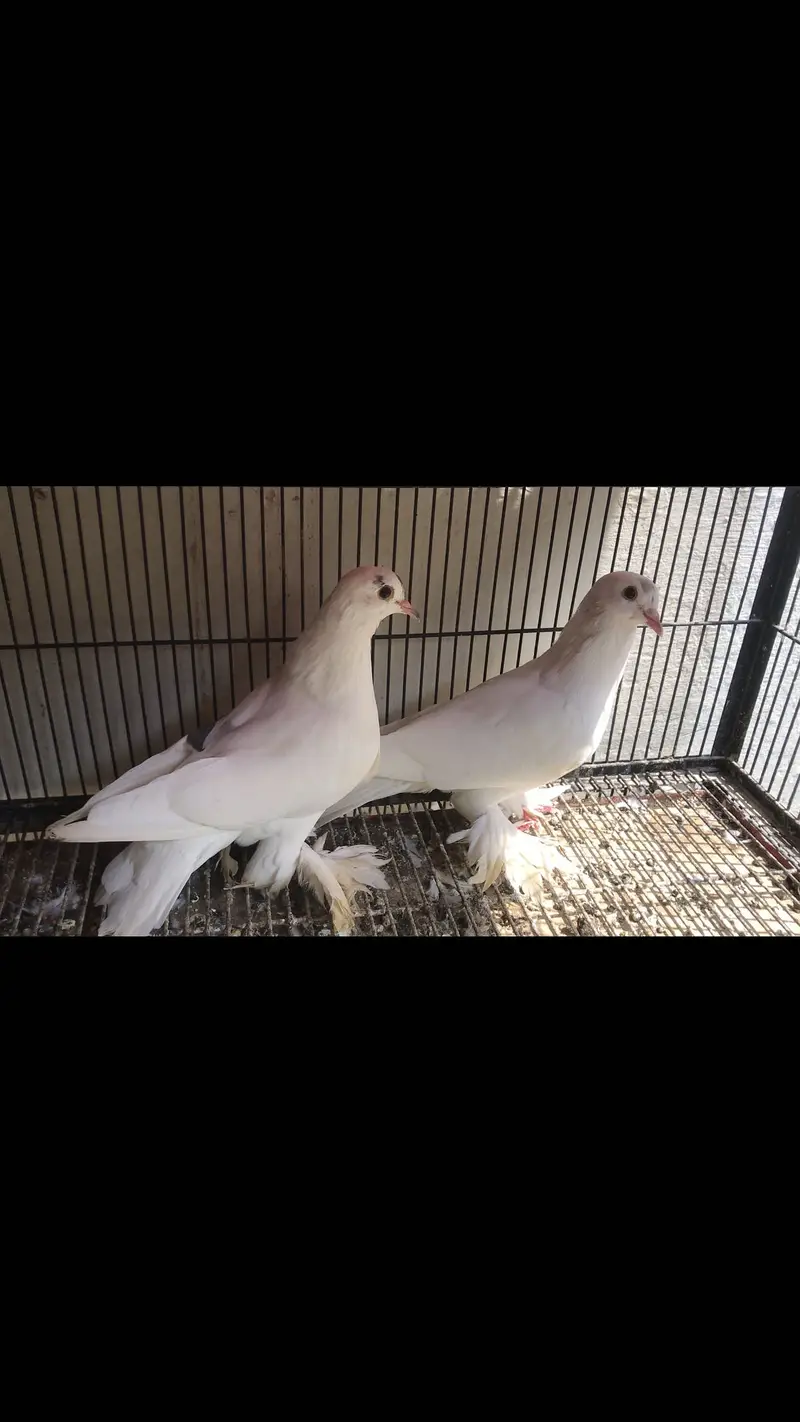 Swallow breeder pair available — photo 6