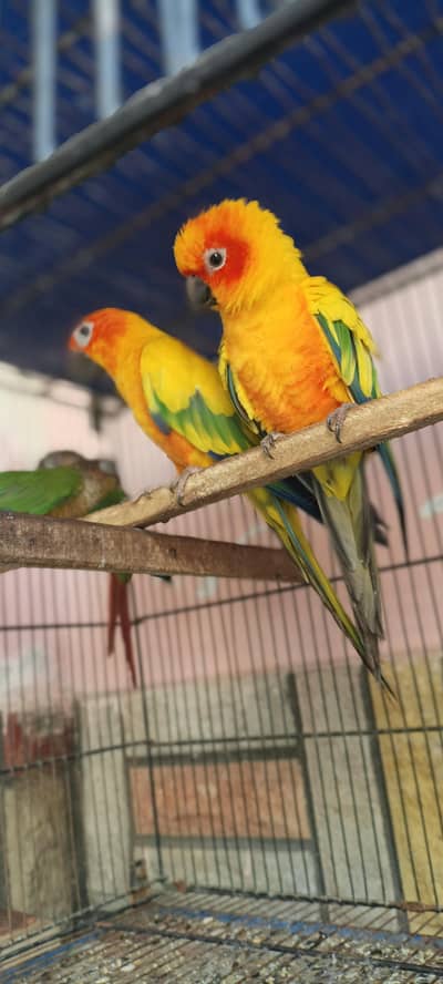 sunconure pair