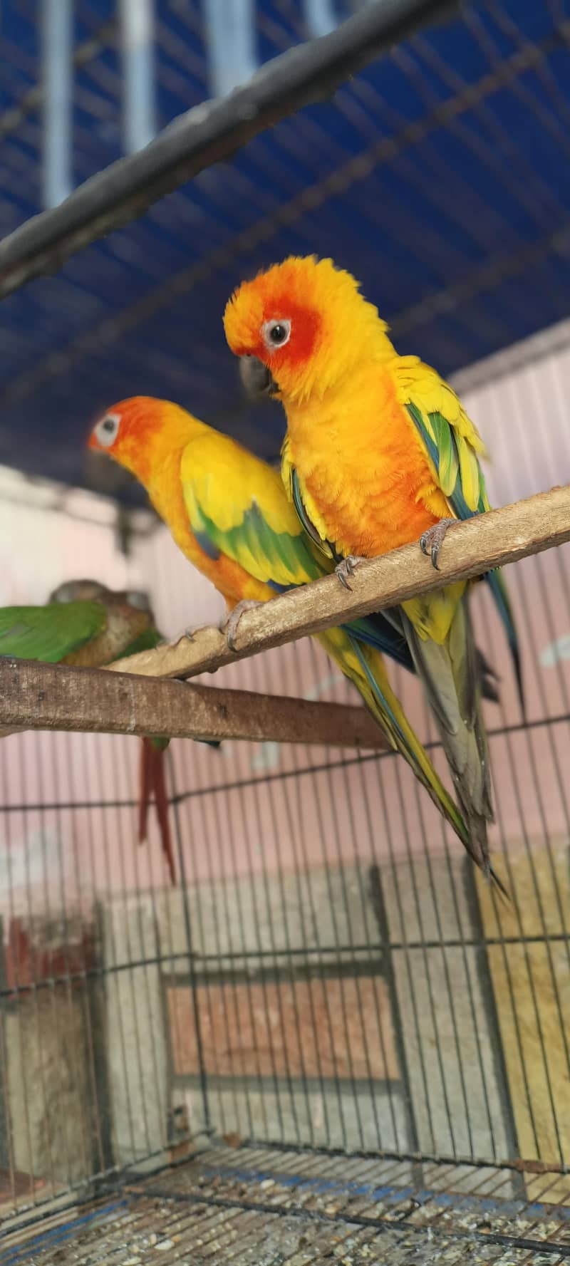 sunconure pair 0