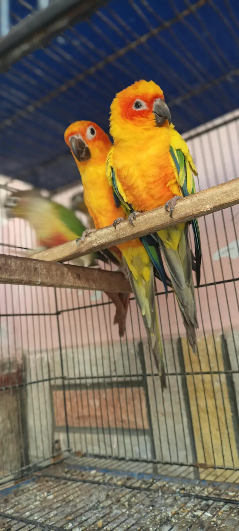 sunconure pair — photo 2