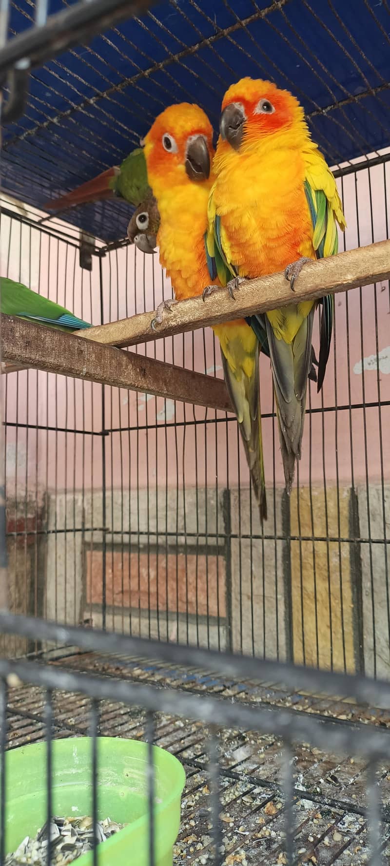 sunconure pair 2