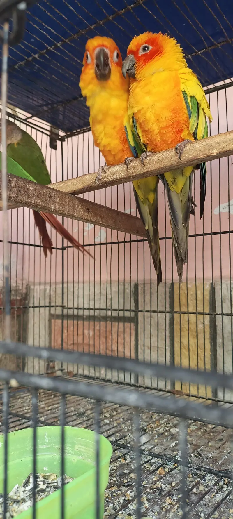 sunconure pair — photo 4