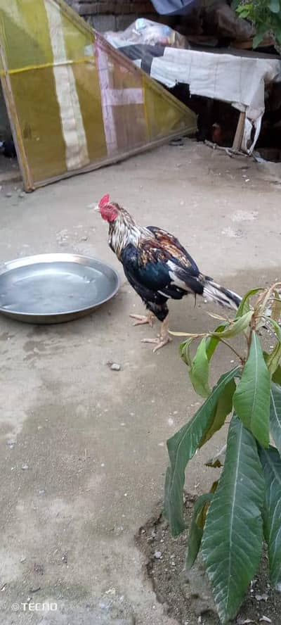 hens p