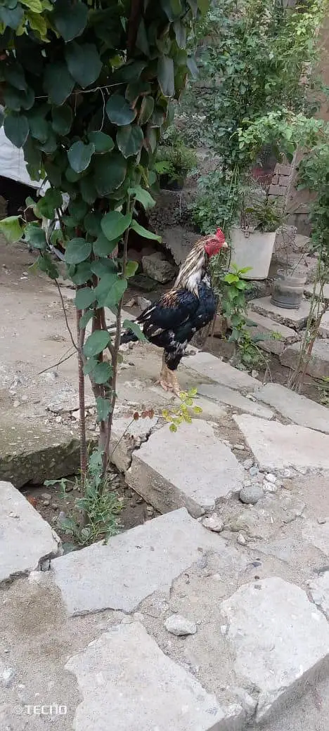 hens p — photo 2