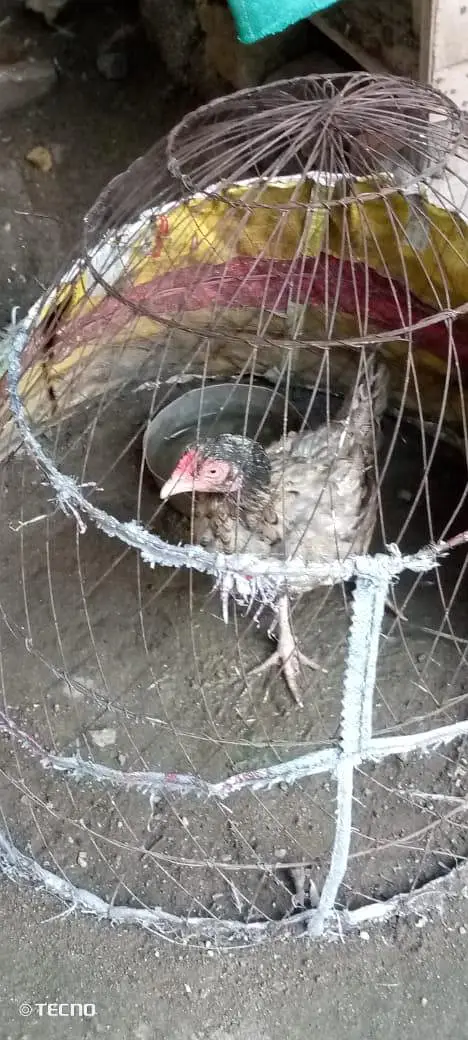 hens p — photo 5