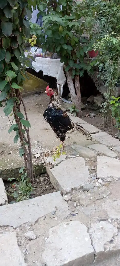 hens p — photo 6