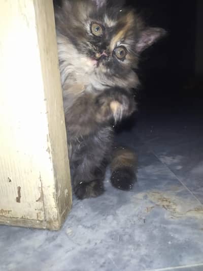 Royal Fluff Exotic Triple Coat Persian Kittens