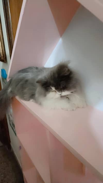 Persian cat for sale potty trained
