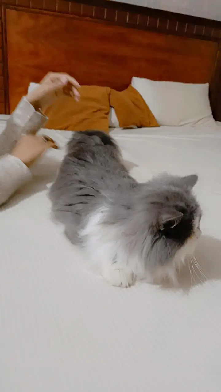 Persian cat for sale potty trained — photo 2