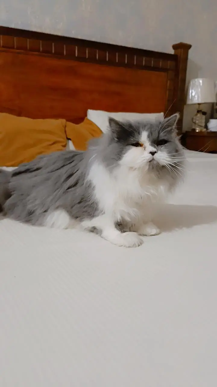 Persian cat for sale potty trained — photo 3