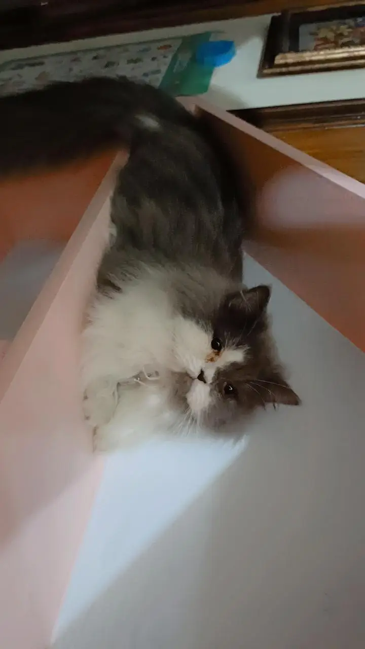 Persian cat for sale potty trained — photo 4