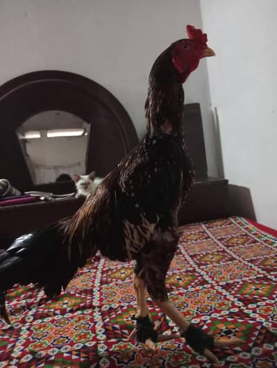 Aseel Patha normal height