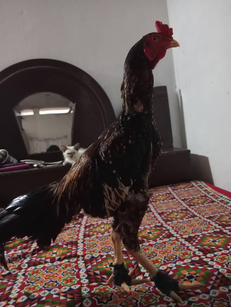 Aseel Patha normal height 0
