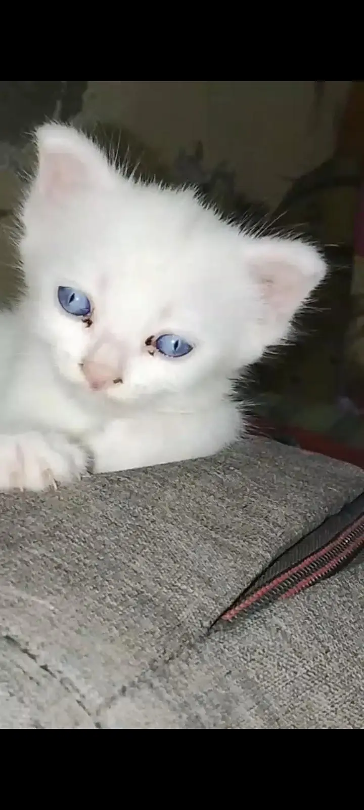 blue colour eye — photo 2