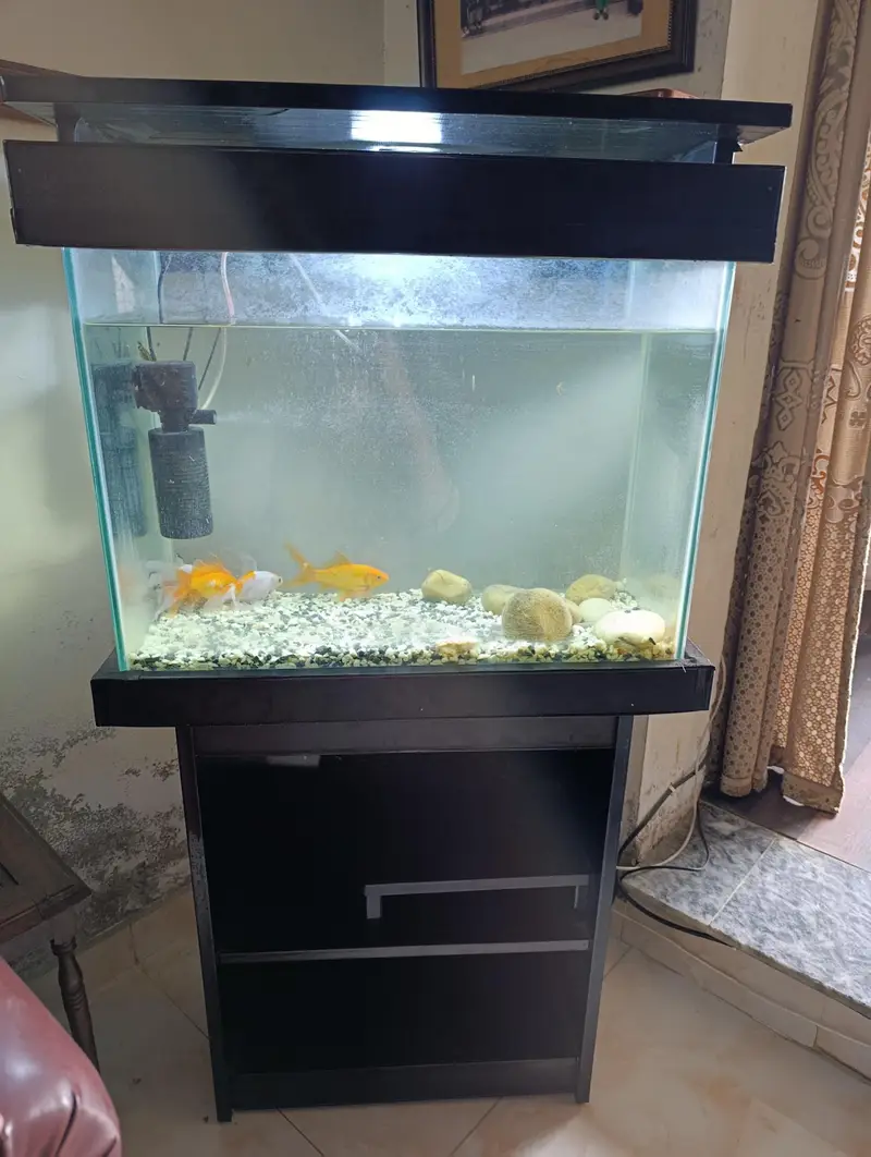 Aquarium and Fish