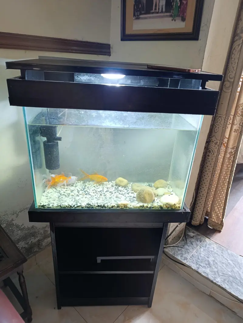 Aquarium and Fish — photo 2