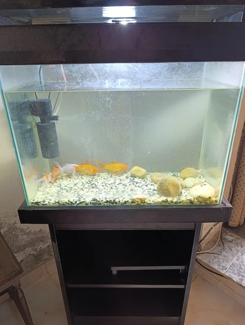 Aquarium and Fish — photo 3
