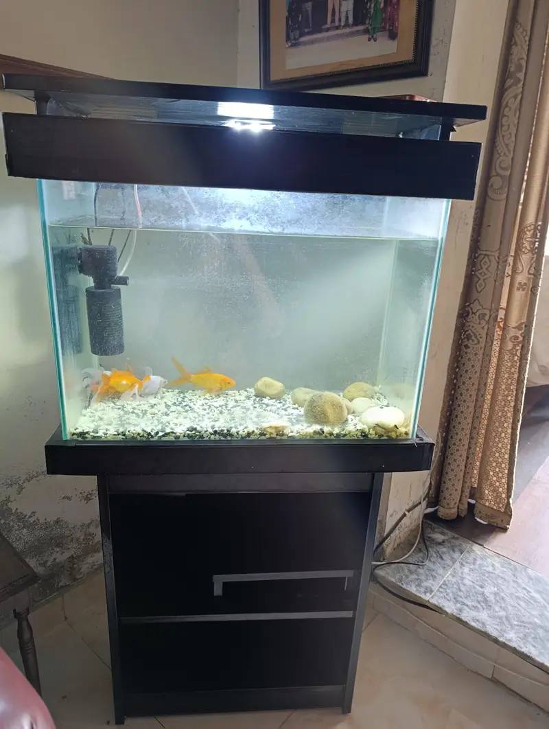 Aquarium and Fish — photo 4