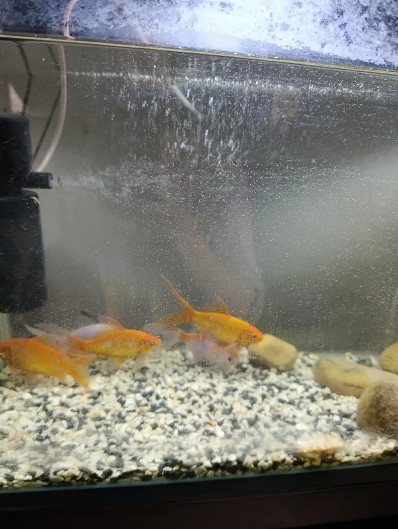 Aquarium and Fish — photo 5