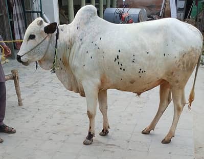 Bull | Fathejngi Bull | Bchra | Wcha | Fatehjngi Bchra | Bull For sale