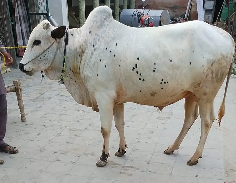 Bull | Fathejngi Bull | Bchra | Wcha | Fatehjngi Bchra | Bull For sale