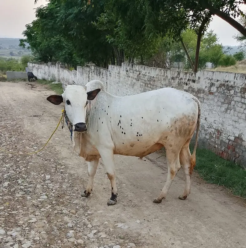 Bull | Fathejngi Bull | Bchra | Wcha | Fatehjngi Bchra | Bull For sale — photo 2