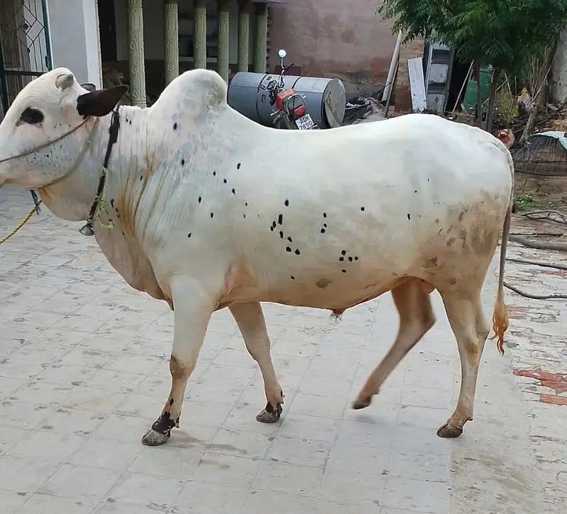 Bull | Fathejngi Bull | Bchra | Wcha | Fatehjngi Bchra | Bull For sale — photo 3