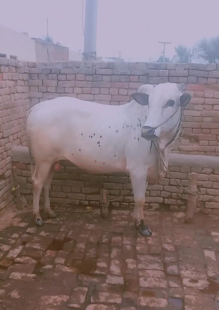 Bull | Fathejngi Bull | Bchra | Wcha | Fatehjngi Bchra | Bull For sale — photo 4
