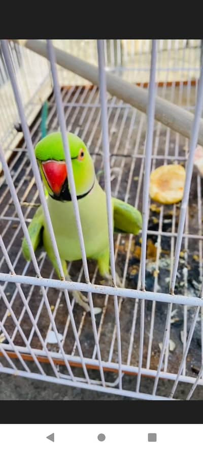 Ring nik parrot good health