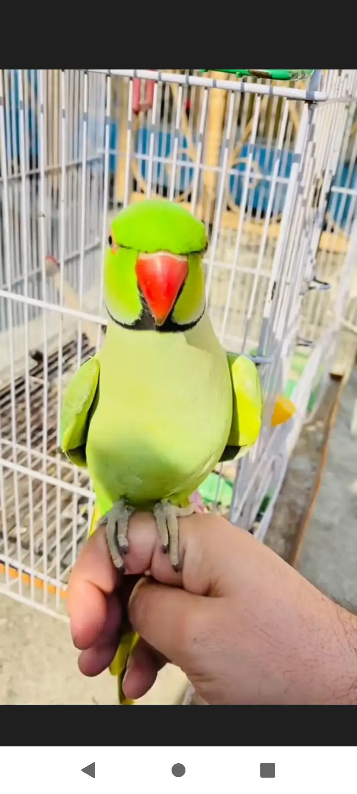 Ring nik parrot good health — photo 2