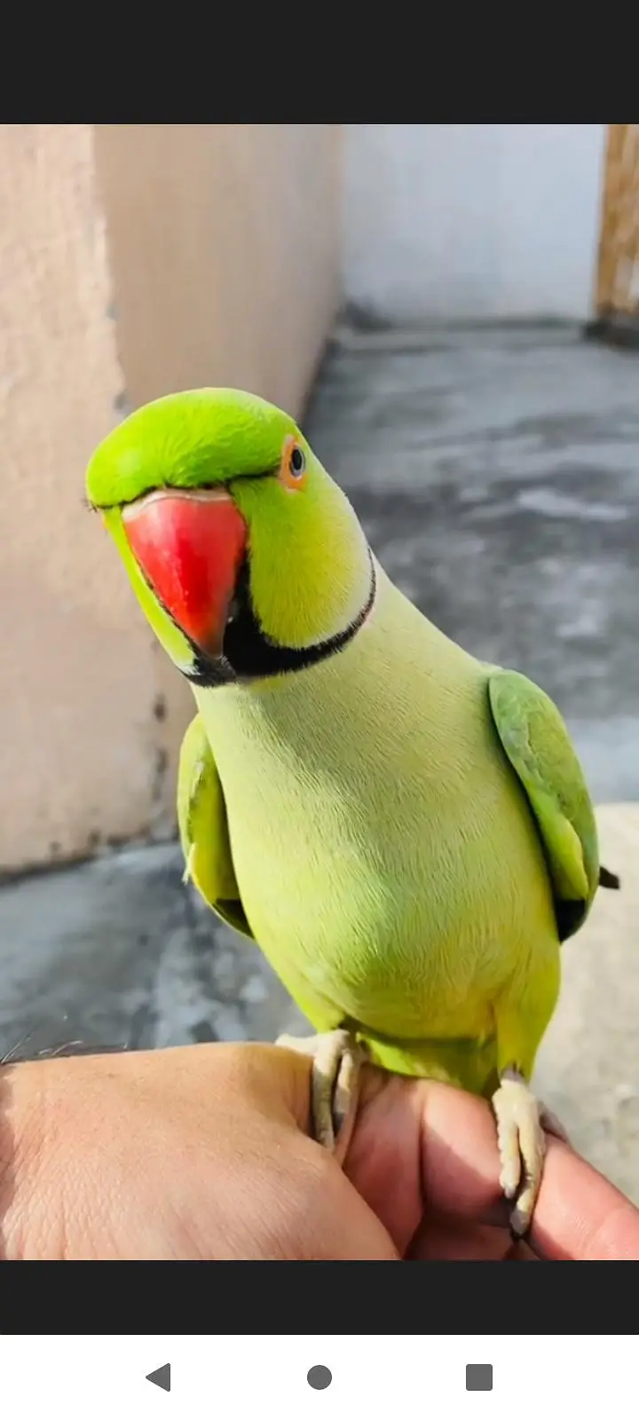 Ring nik parrot good health — photo 3