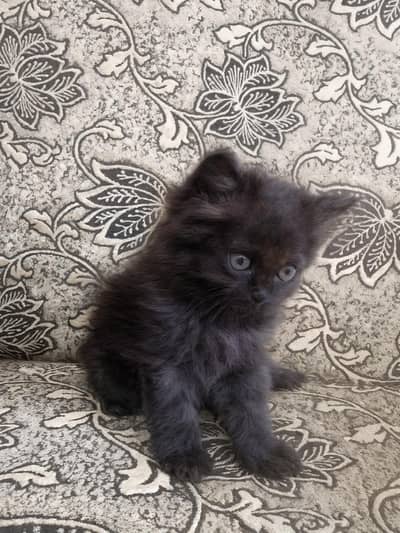 Rare Percian Kittens