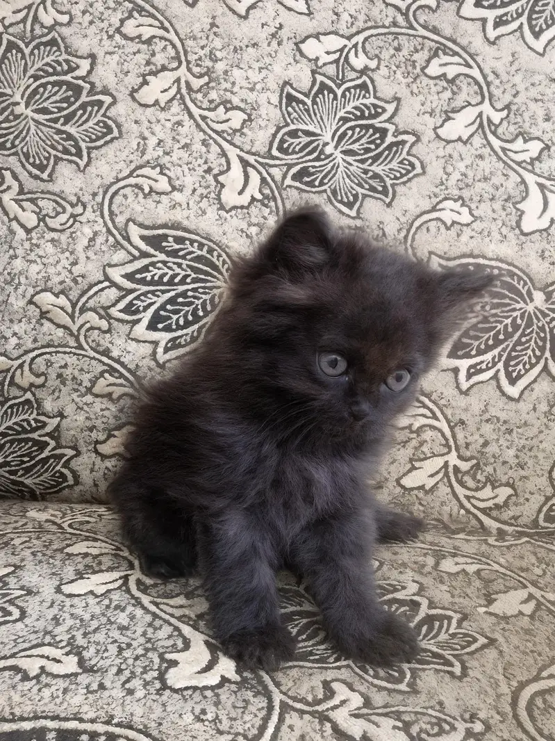 Rare Percian Kittens