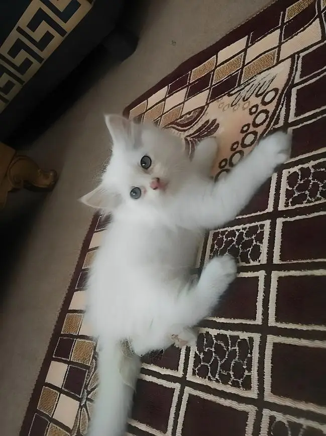 Rare Percian Kittens — photo 2