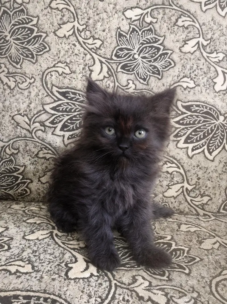 Rare Percian Kittens — photo 3